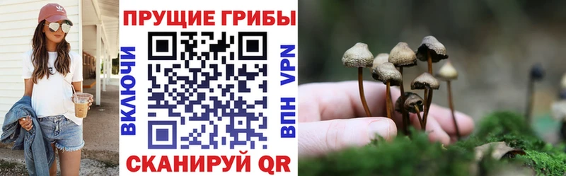 Галлюциногенные грибы GOLDEN TEACHER  Купить закладки  Димитровград 